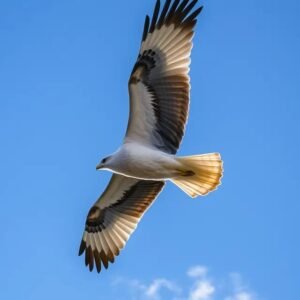 Águila volando